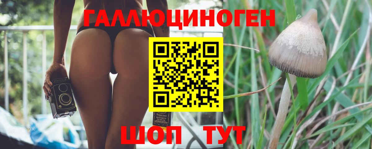 Псилоцибиновые грибы Psilocybine cubensis Светлоград